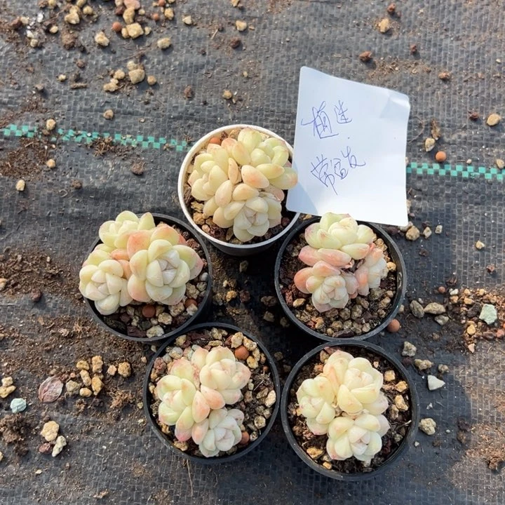 植迷一物一拍专拍的