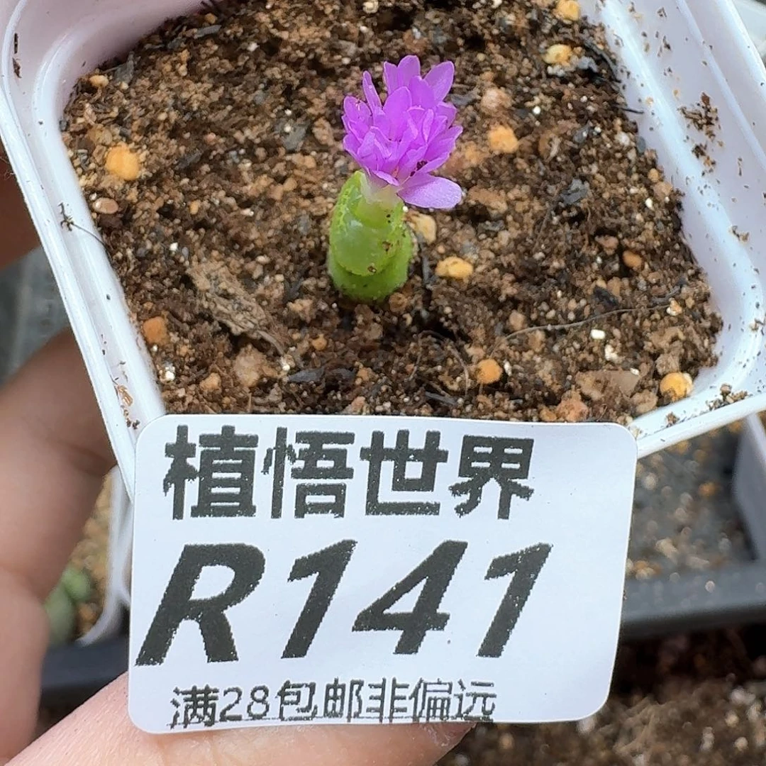 多肉植物的是一份v