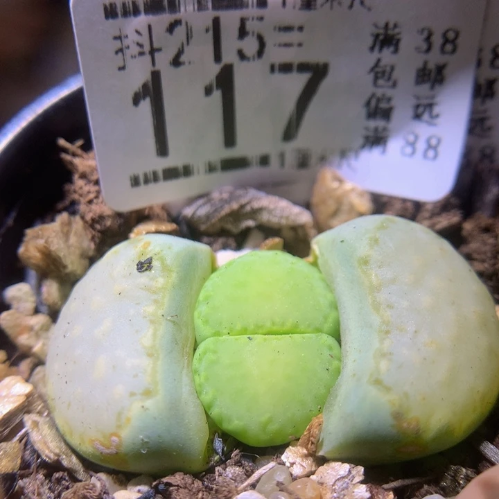 精品生石花215.117完美