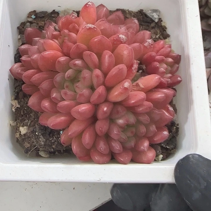 青蛙王子儿童牙膏11