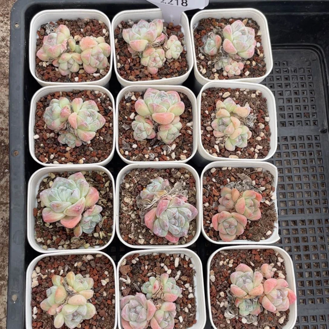 不包整散 盆子不售后2218