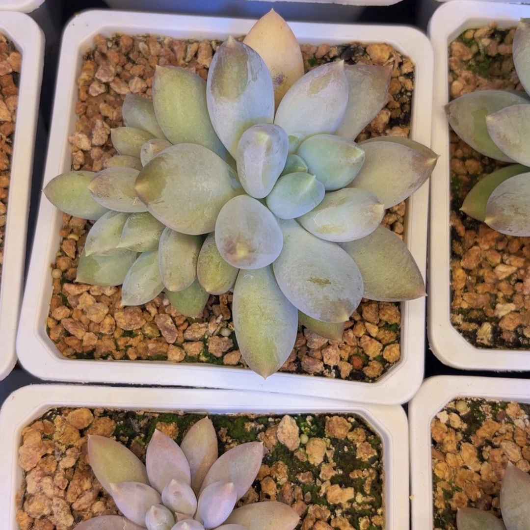 哥特萝莉一物一拍