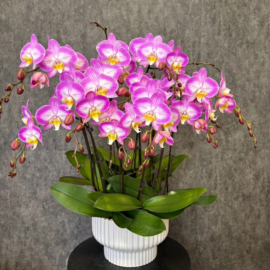【雪山飞狐-蝴蝶兰】年宵花 定制款 易养花期长 送礼 家居摆件