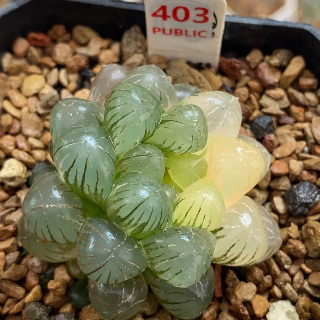 403姬玉露锦一物一图