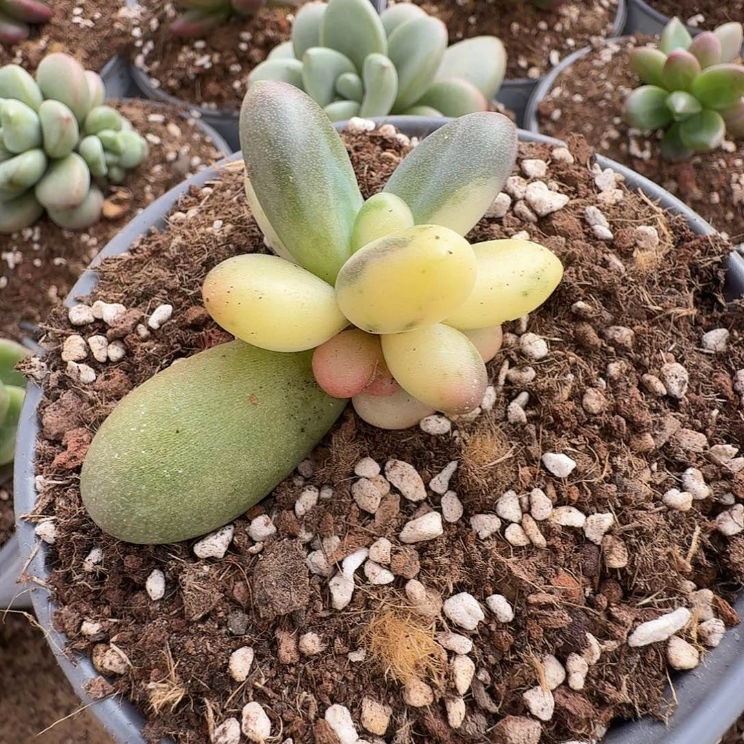 糖果美人111230-303