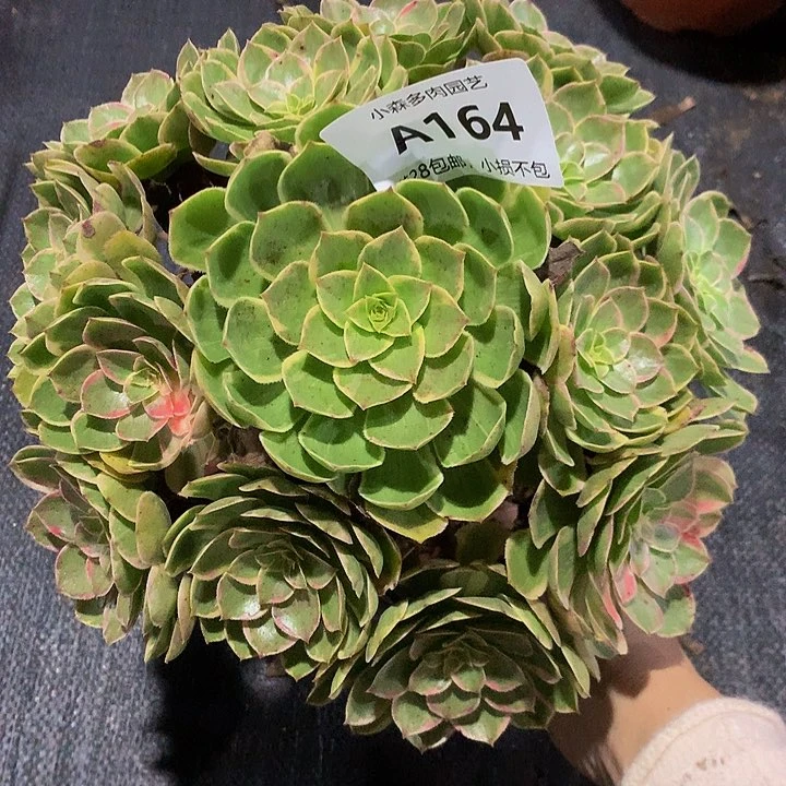 闯**，164莲花座不包生死