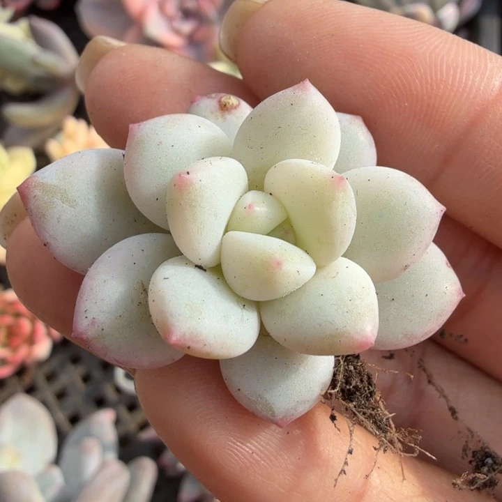 白马锦 拉丝雨锦