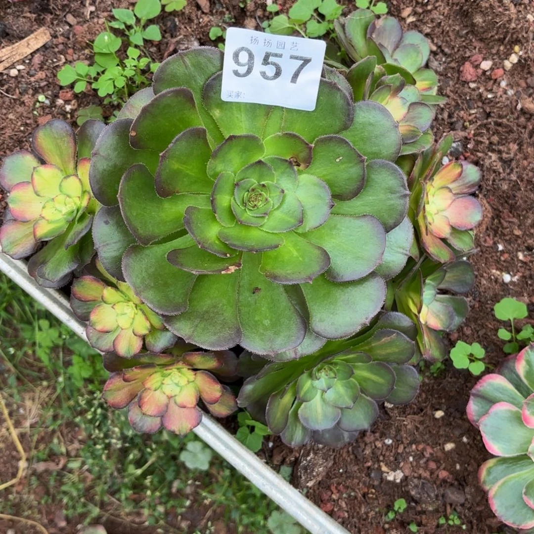 怀***。无花朵957多肉法师发货