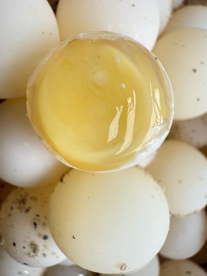 正宗新鲜甲鱼蛋现挖现发包邮可作孕妇宝宝辅食甲鱼蛋的功效与作用