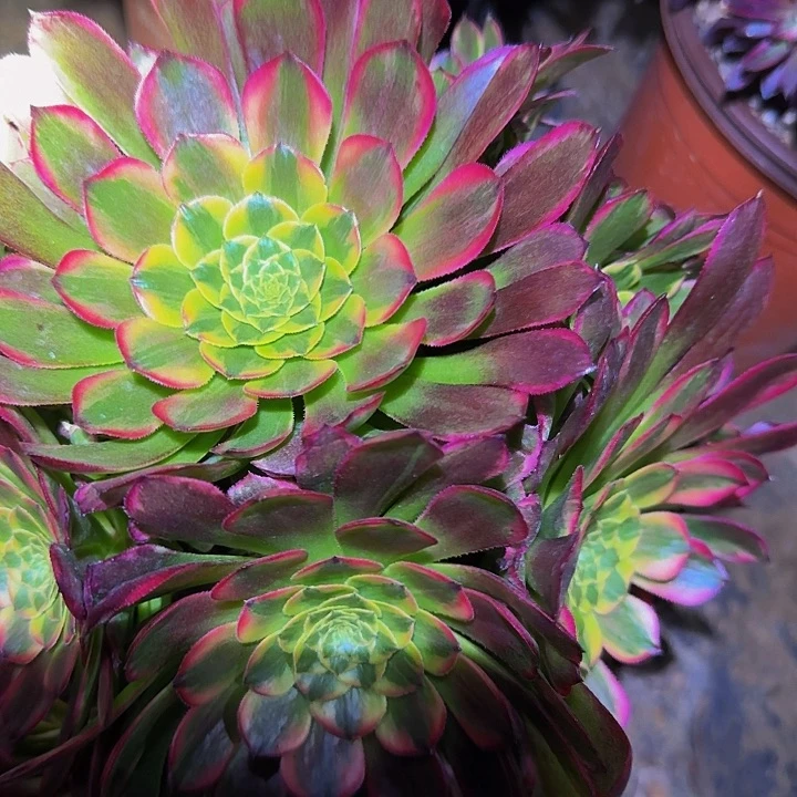 精品朝霞锦捧花亏本福利