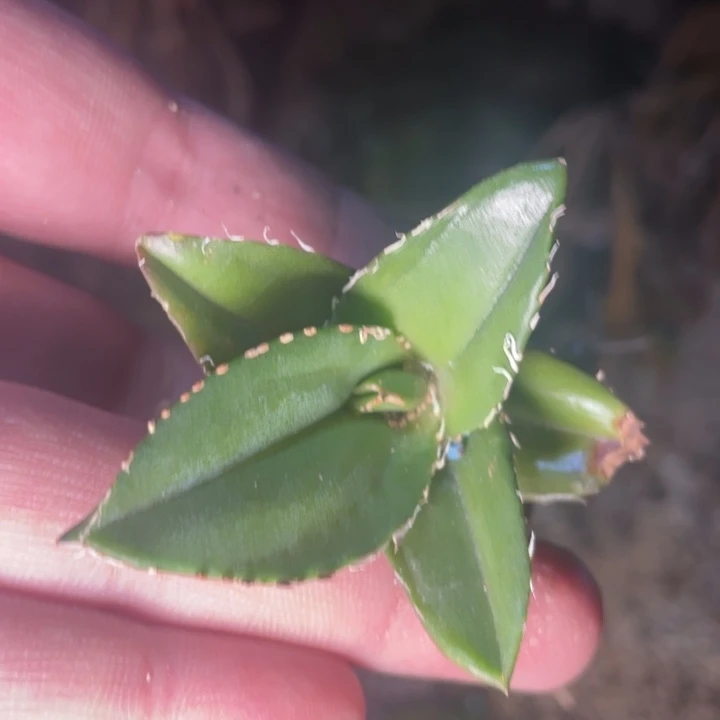 【闪购商品】胖*陀蚩尤