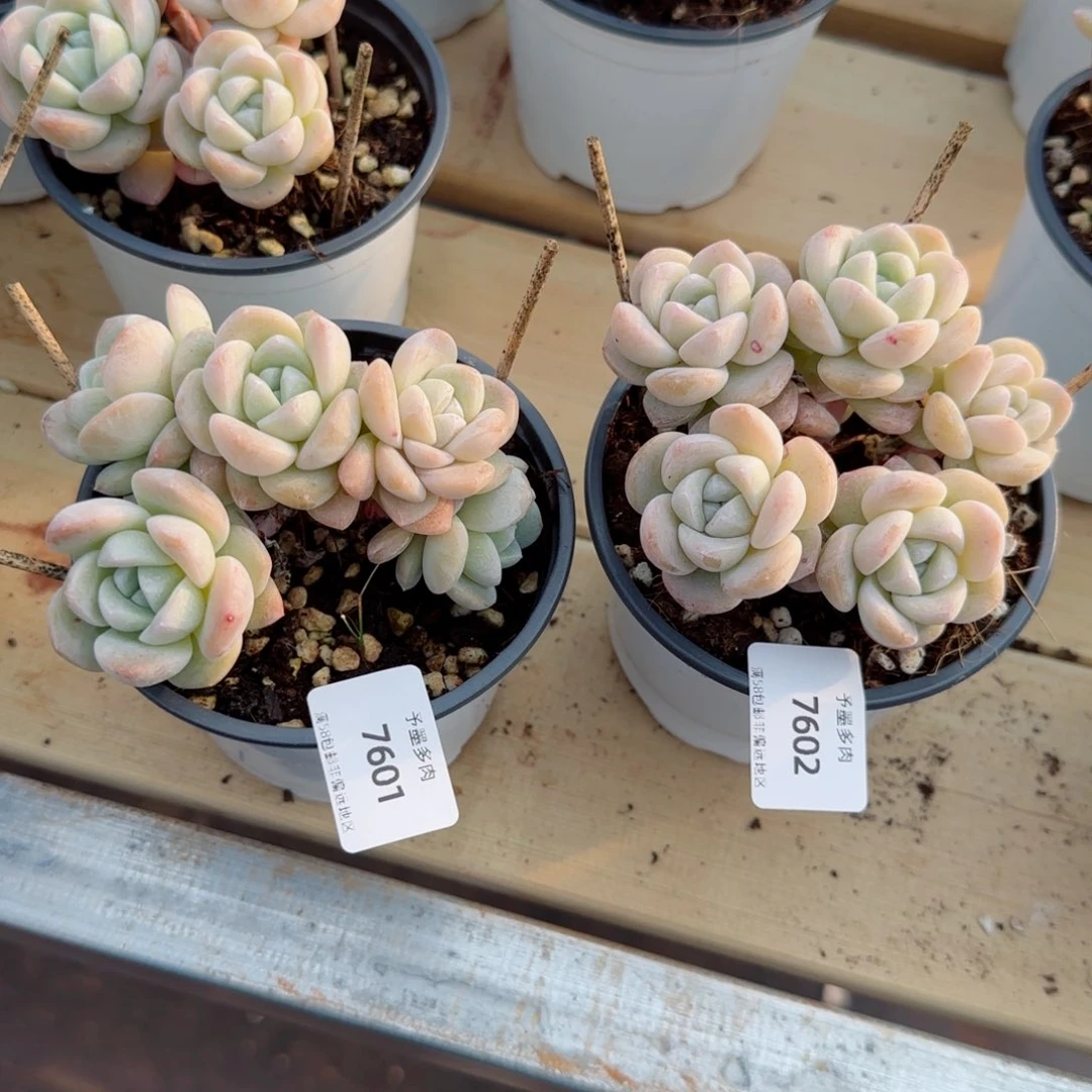 噗*?冰玉无砍，7601，7602