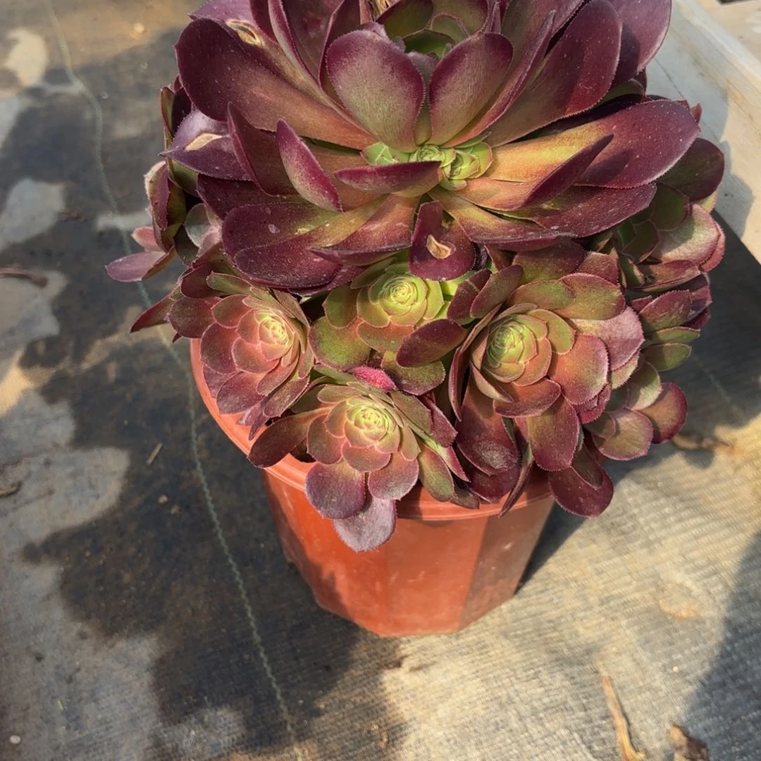 花好月又圆12345622608