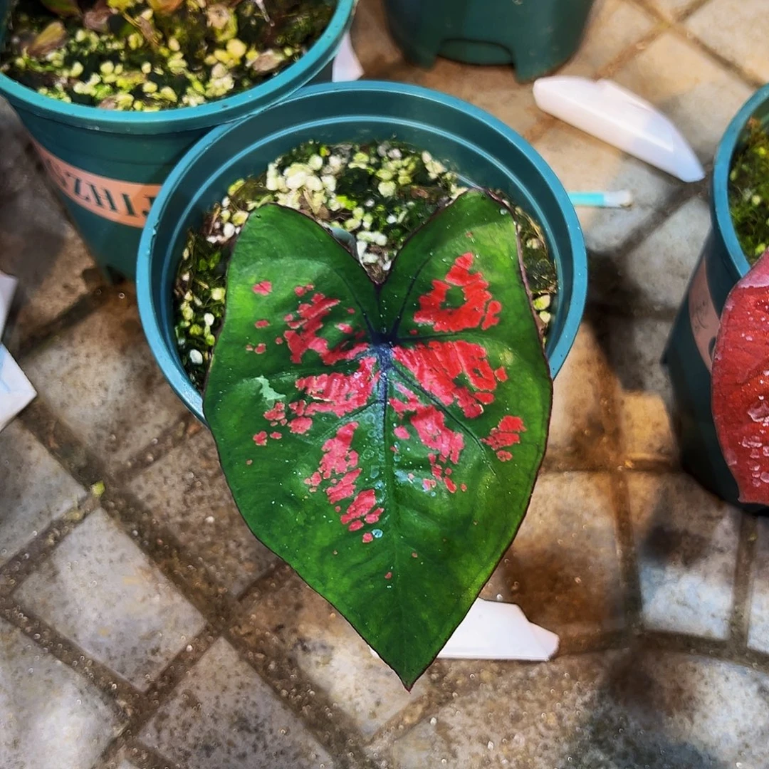 苍***夫完全开放8571泰彩