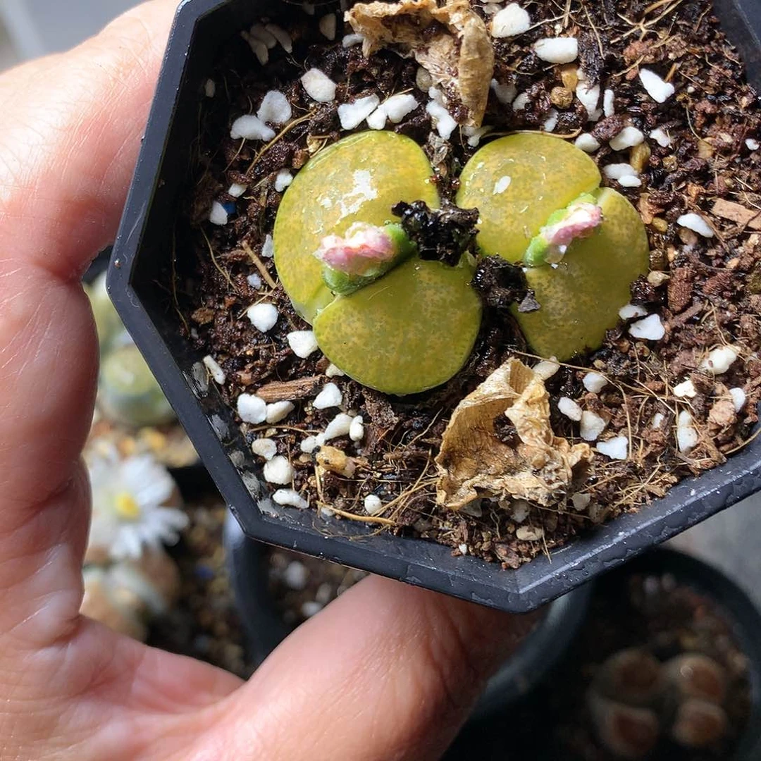 T141多肉植物保护