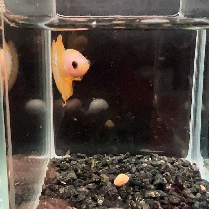 斗鱼一单包邮14日71