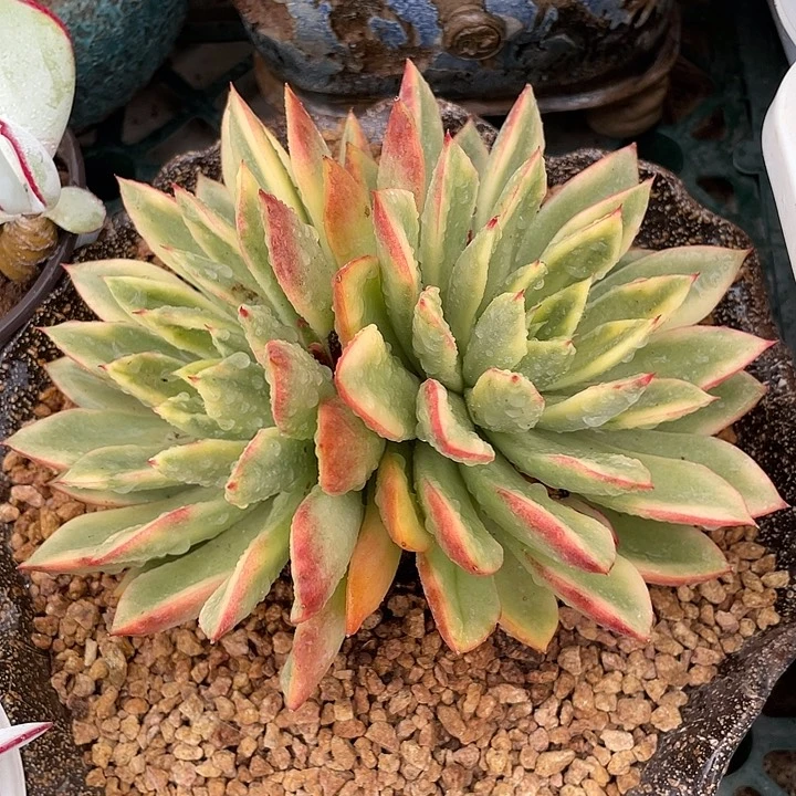 蔚蓝乌木。锦龙一物一拍