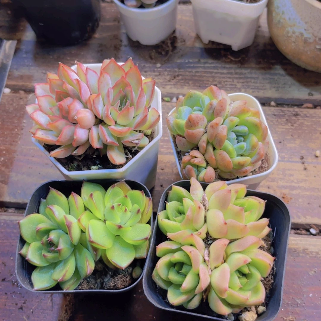 菲欧娜。刚毅。月亮石多头。安妮