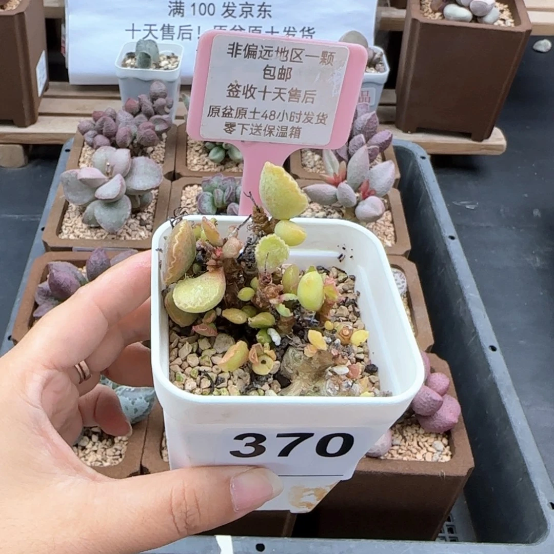 爱**角370粉袋多肉植物掉叶子