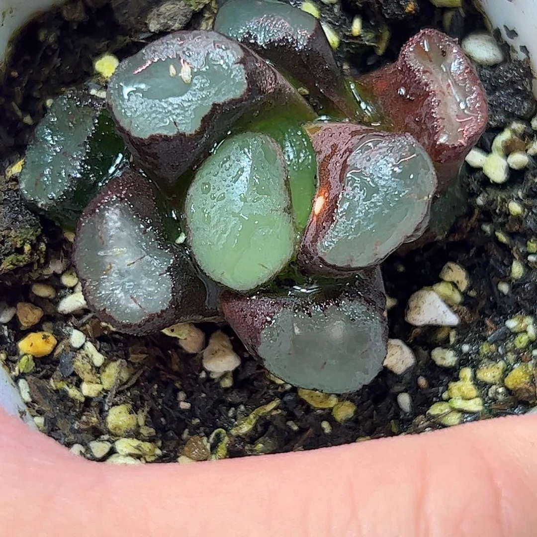 紫镜万象十二卷多肉植物满