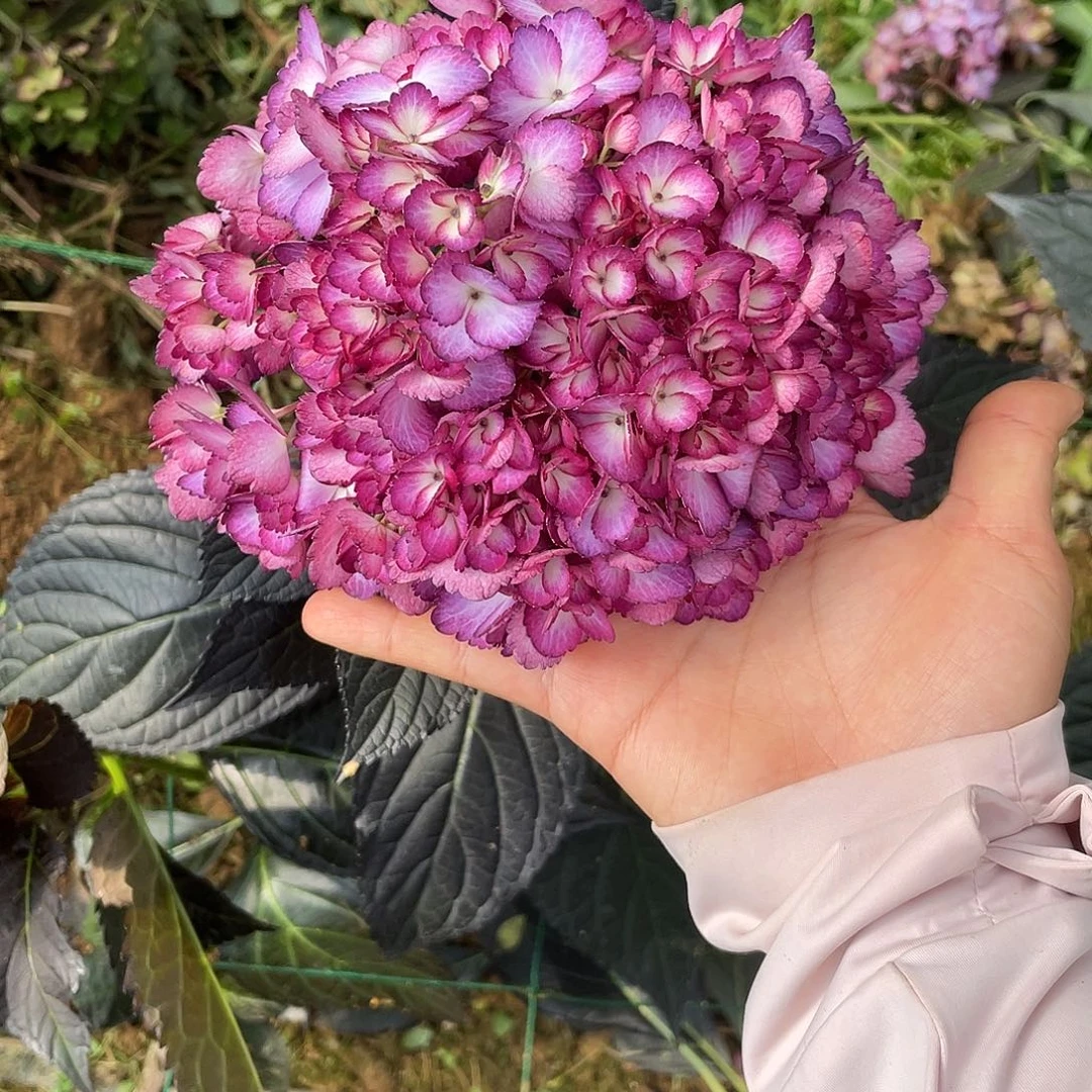 绣球切花一物一拍，3支包邮，62