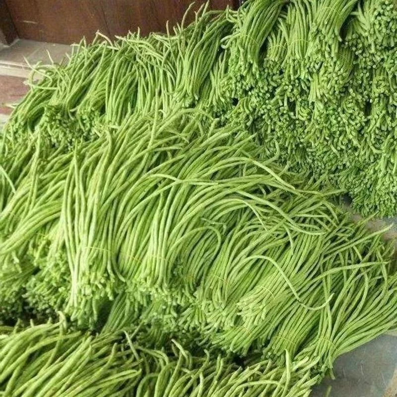 春播】大肉甜豆角白豆角肉厚油白型夏季抗热播种高产特长农家蔬菜