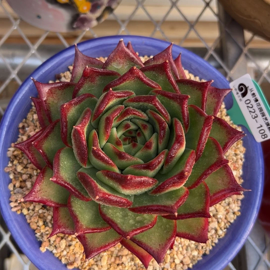 多肉一物一拍0223.108