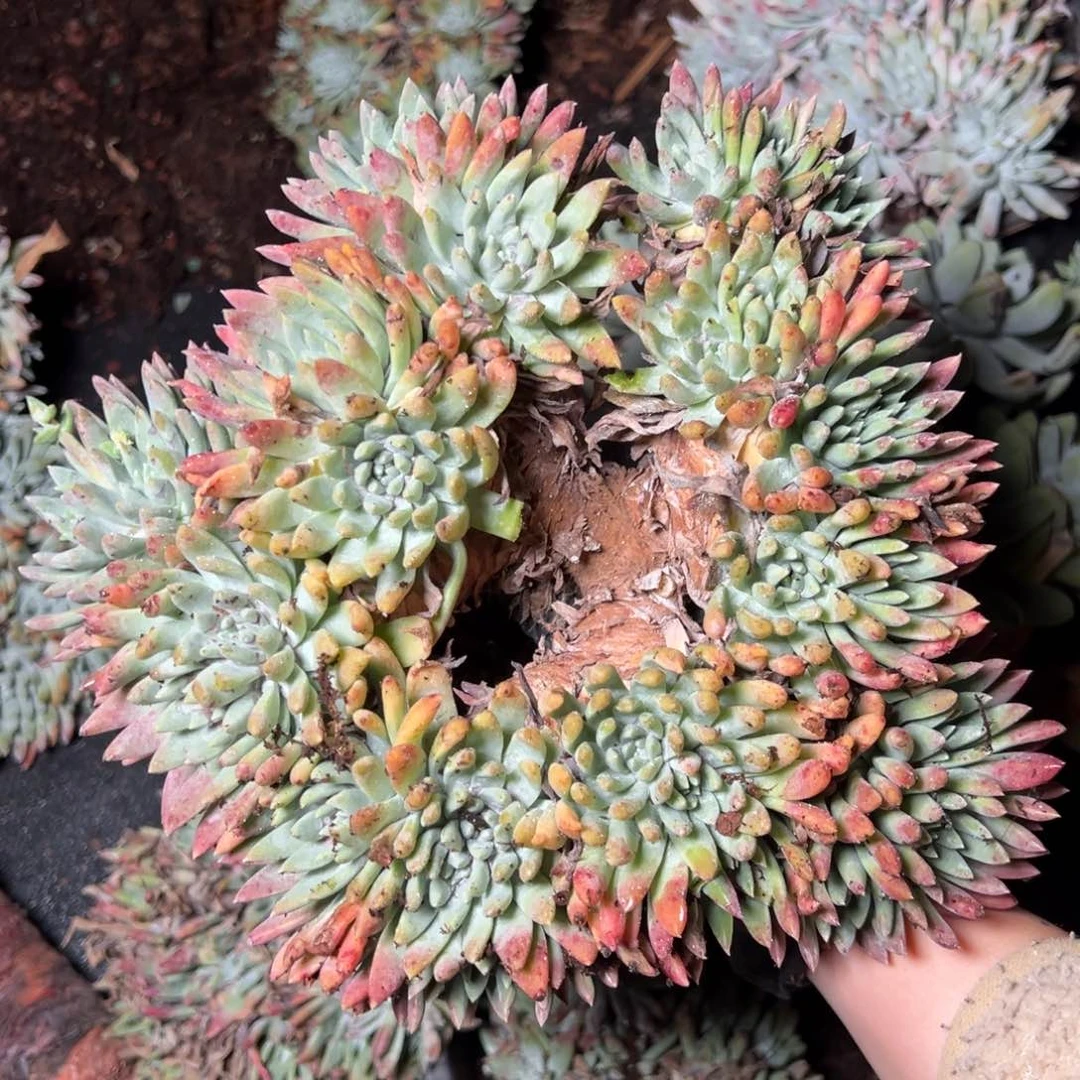 4146哈哈哈哈哈哈哈哈哈