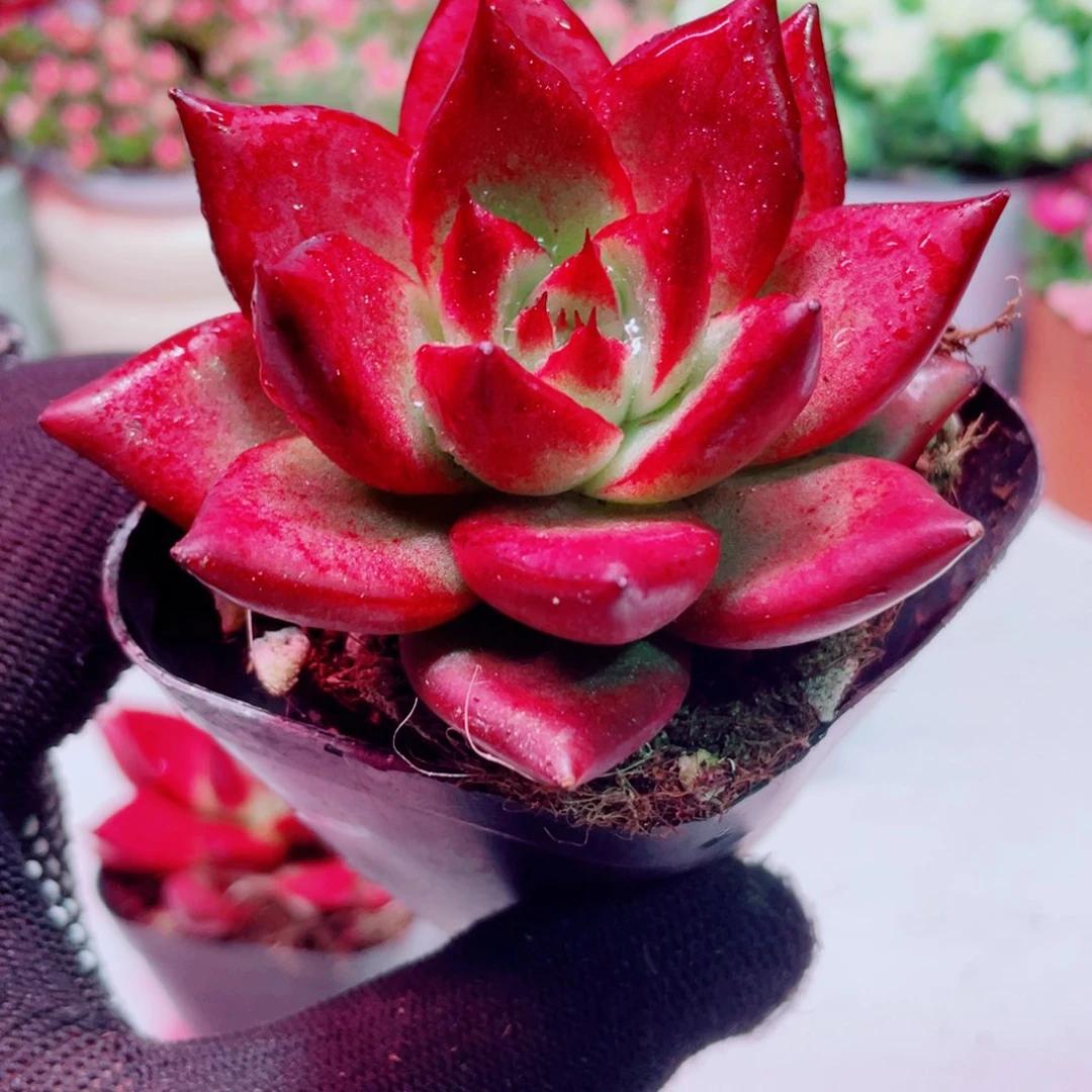 雪罗全店凑满9.9包邮