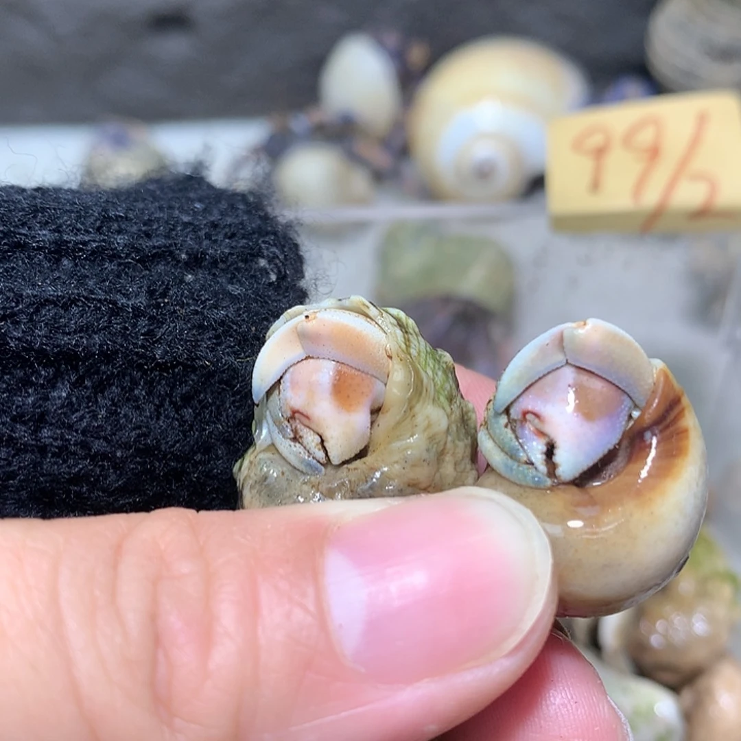 2/只紫路豆奔跑家20