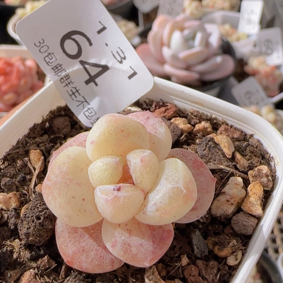 小脸冰玉石化单头一颗