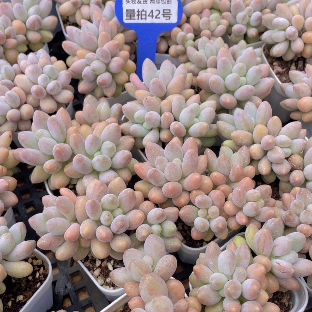 量拍42号 汤圆小群生一个