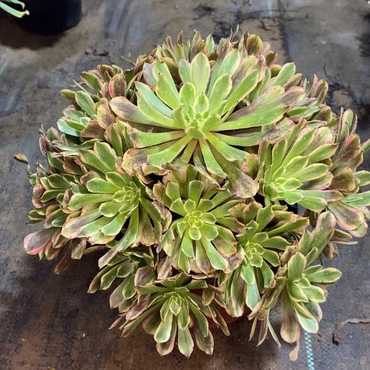 花脸多肉植物35。