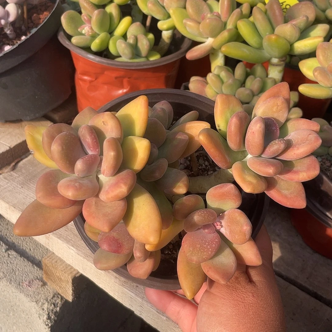 芒果美人多肉植物