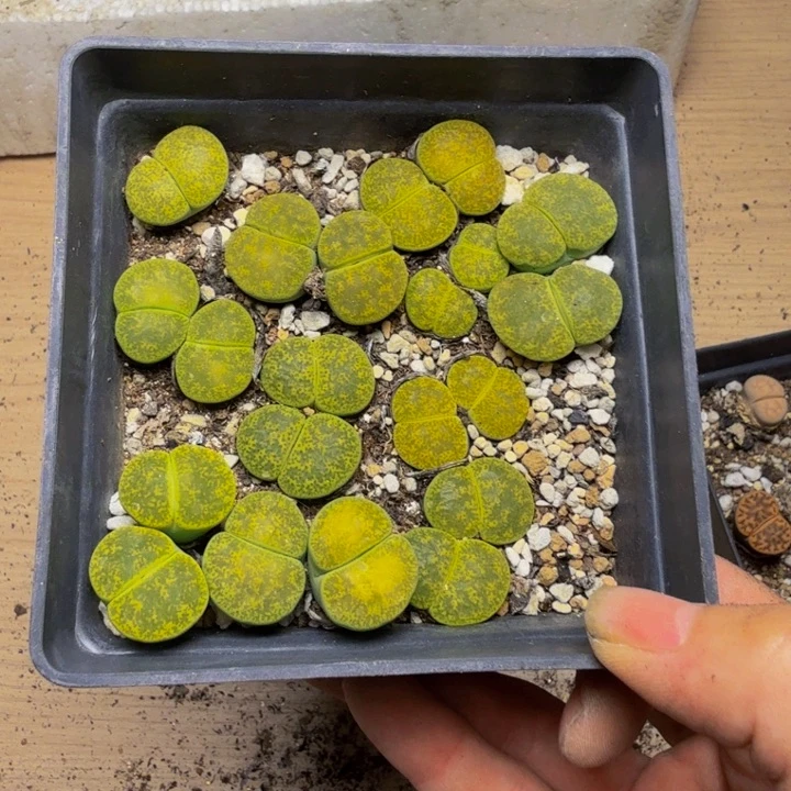 缄****多肉植物的生长112