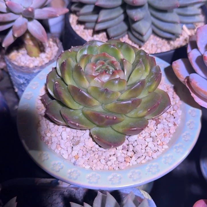 皮耶拉 珍妮 单头 一物一拍