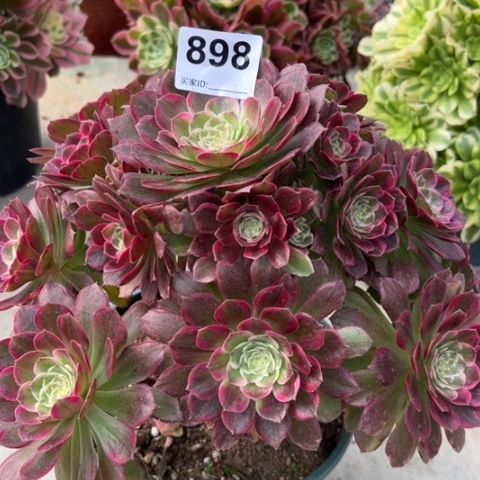 898莲花25厘米左右