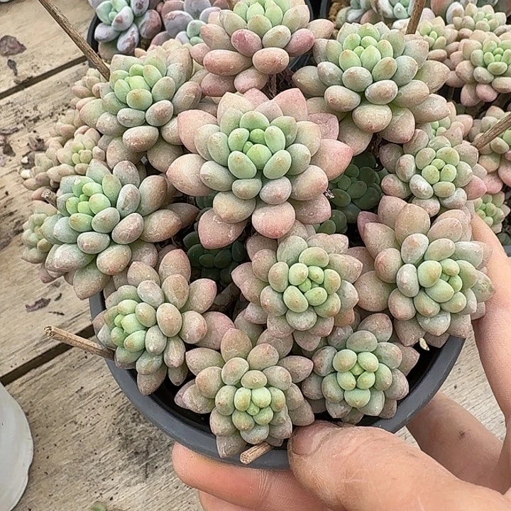 鱼子酱多肉葡萄多糖