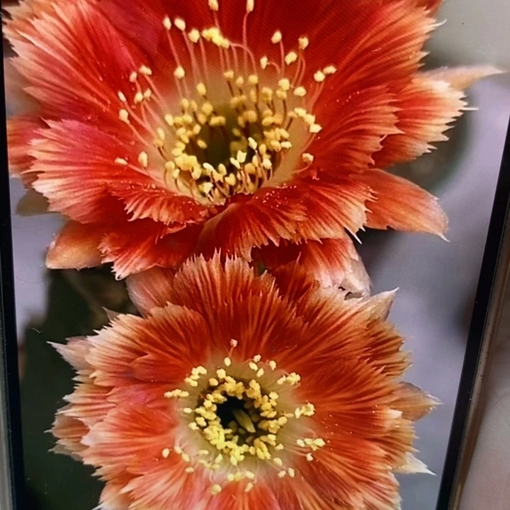 香香羽毛丽花侧芽1.5公分左右
