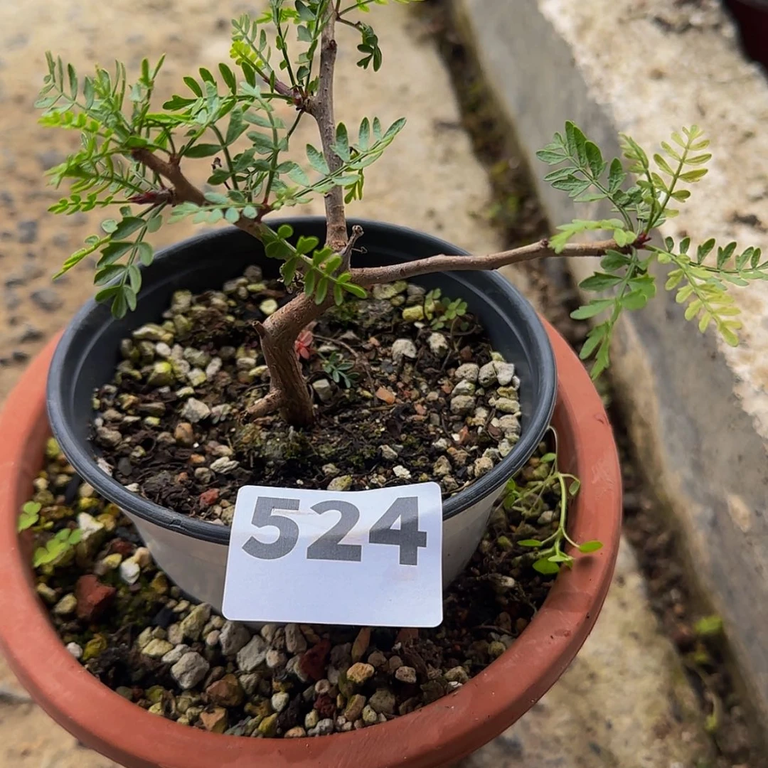 【闪购商品】叮***坨块根植物