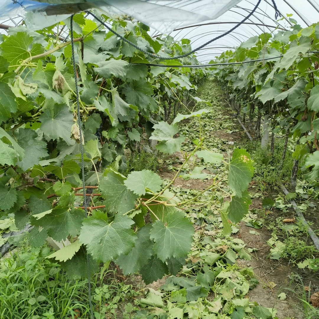 一物一排带土带叶南北方均可种植直播间选择好下单月季