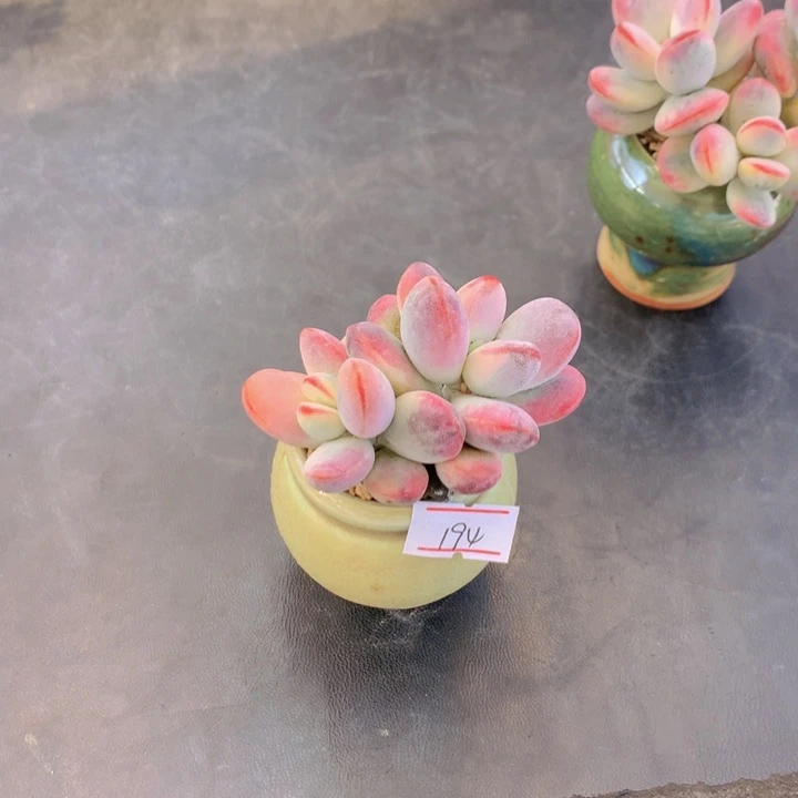 鱼*鱼一物一拍满30包邮 194