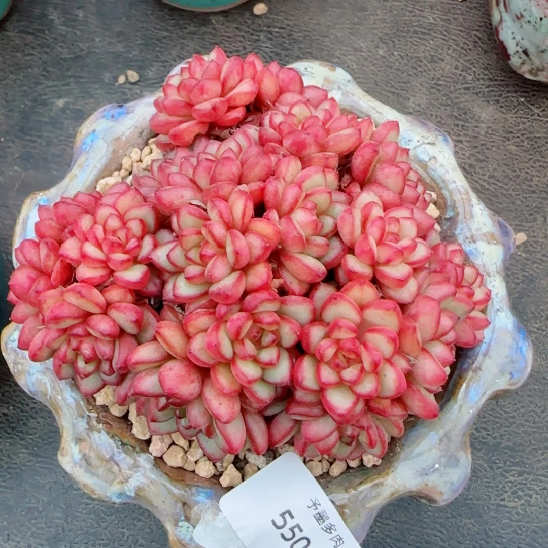 亚当，5509多肉植物