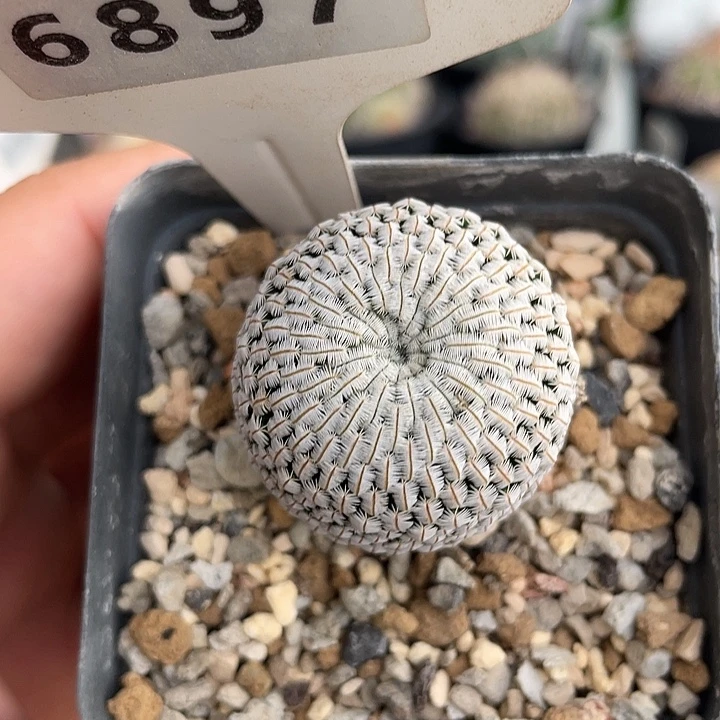 6897 白斜子实生裸根发货