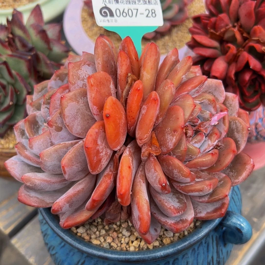 多肉一物一拍0607-28