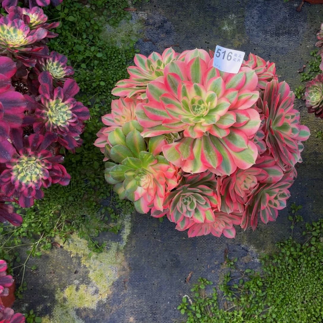 多肉女巫000000516