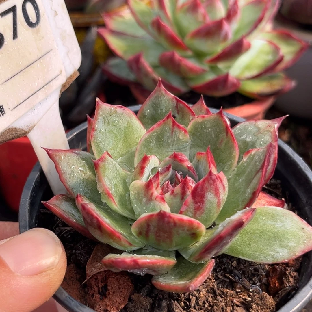 惊鸿一瞥多肉植物世界870