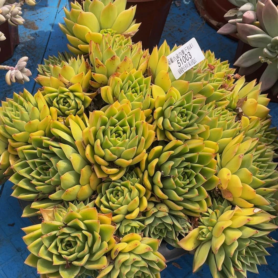 泡*大翠花51003多肉