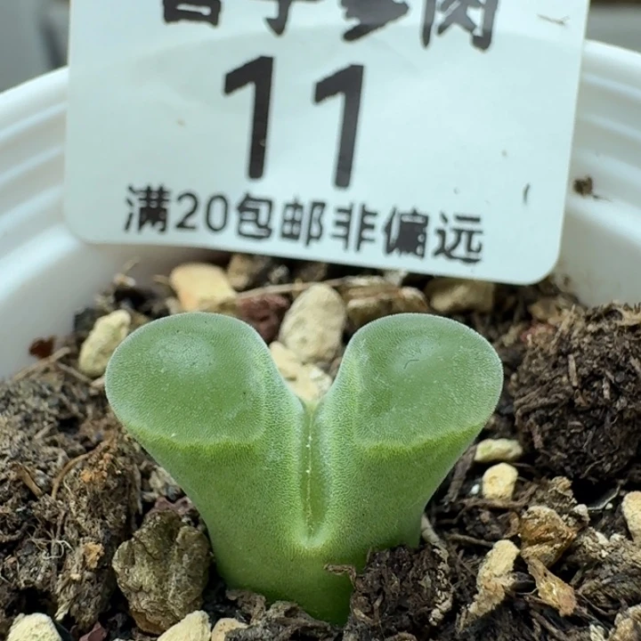 极窗。