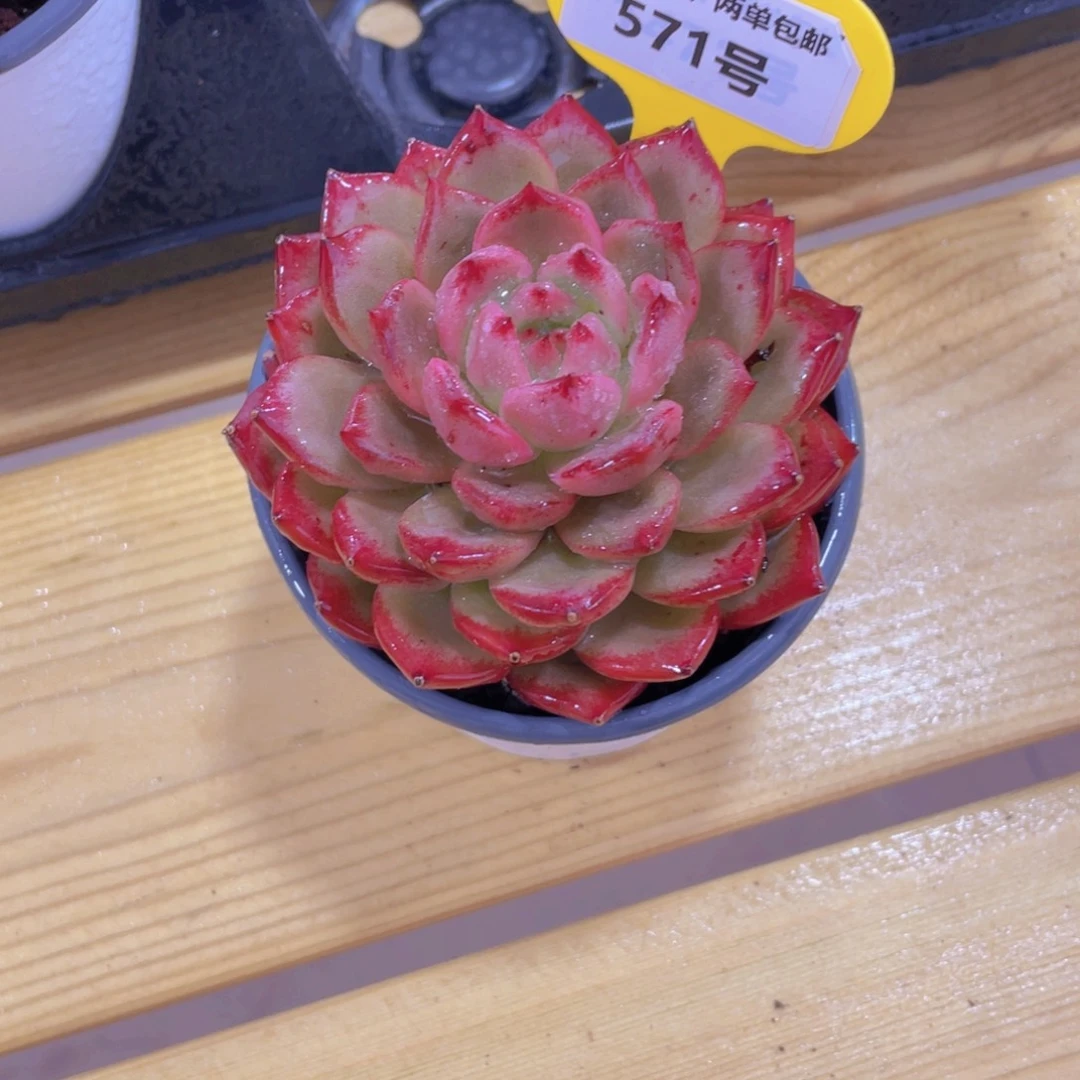 571号 大单头精品夜魔侠